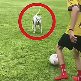 Funny Moments and Fails in Football #footballtiktok #hoangsoc #footballhighlights #soccertiktok #bongda 