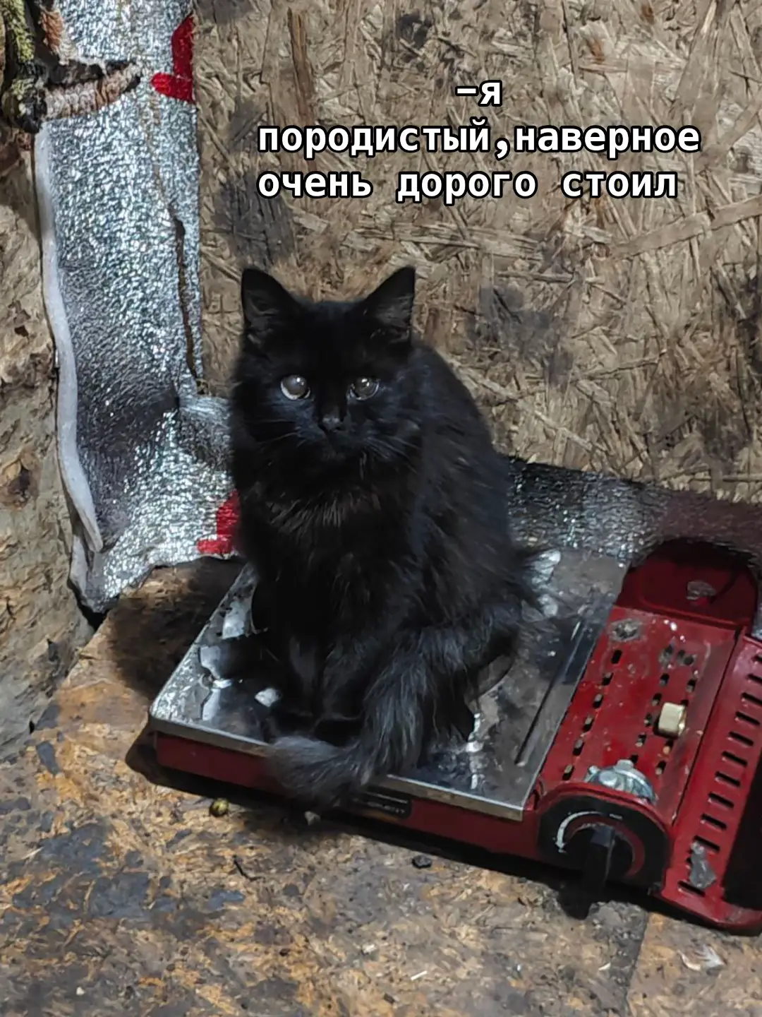 Черничка❤️