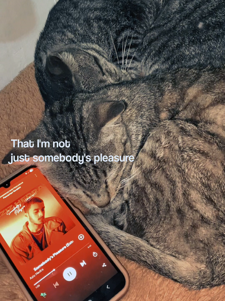 Kucing Aja Punya pasangan. masa kamu kagak? 🤪😹🤭 sambil dengerin somebodys pleasure lagi hhi🤭🤭❤️ tag temen kamu yang jomlo🤪🤪🤪 #azizhedra #somebodyspleasure #cat #catlover #fyp #sadvibes @Aziz Hedra 
