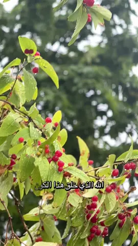 الله الزي خلق السموات والارض🌱❤️ #viraltiktok #deutschland🇩🇪 #berlin #germany🇩🇪 #foryou #fypシ゚ #halalcontent #fy #islamic_video #quran #pakistan🇵🇰 #quran_alkarim 