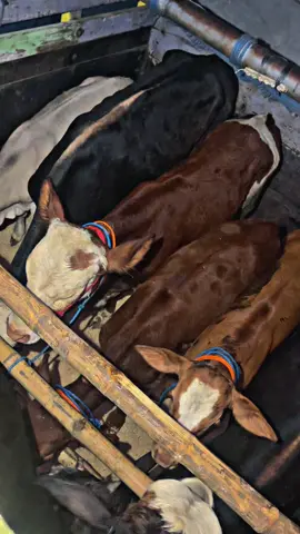 Tasikmalaya x bandung #pedet #pedetsuper #sapi #sapisuper #sapibalap #juragansapi #kulisapi #juraganmuda #berandatiktokterbaru 