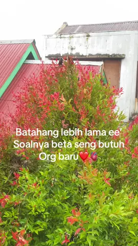 #sorotantiktok #viraltiktok #masukberandafyp 