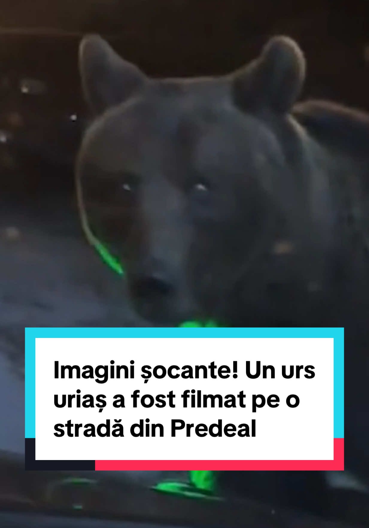 Imagini inedite pe o stradă din stațiunea montană Predeal. Un urs brun a fost filmat de camera de bord a unei mașini, imagini care surprind cum sălbăticiunea se pregătește să atace autoturismul.  De peste 7-8 ani, nu trece zi fără ca localnicii și turiștii din Predeal să nu aibă parte de vizita urșilor. Sălbăticiunile nu se mai feresc de oameni, de mașini sau de zgomotul urban, motiv pentru care au devenit deja musafiri obișnuiți la pubelele de gunoi din jurul caselor, pensiunilor sau a hotelurilor. Însă ceea ce nu știu ei este faptul că nu sunt bineveniți. #urs #breakingnews #incident #tragedie #cancan 