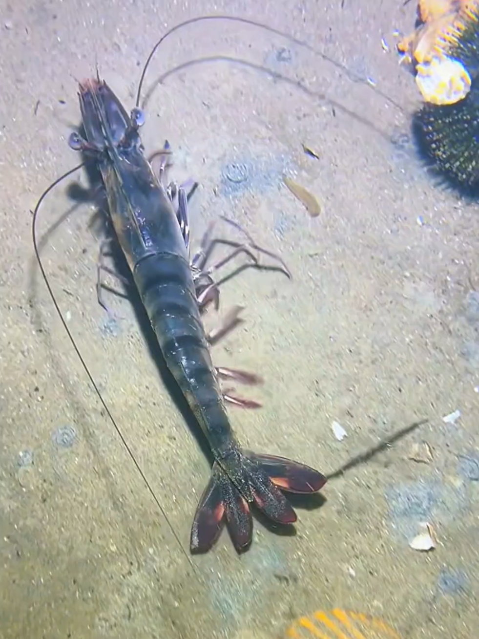 #diving #crab #catchthesea #seaside #seafood #fish #eel #lobster #seangsolofishing