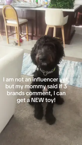 Come on brands help a doodle out #poethesheepadoodle #doginfluencer #brandcomments #poe #dogsoftiktok #perfect #3 #PetsOfTikTok #farmersdog #brands #smallcreator 
