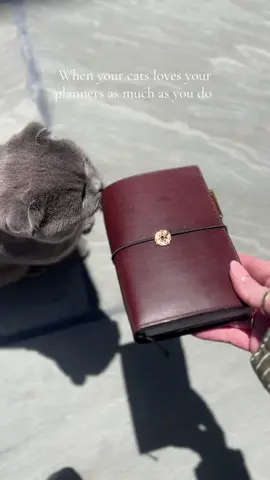 Obsessed just as much as I am 😻 Did you know that cats rub their scent on things, including humans and objects, primarily to mark their territory with pheromones. Obviously Blue really likes my paper republic! #cat #planner #mypaperrepublic #paperrepublic #plannerlove #cutecat #plannerreel @paper republic 