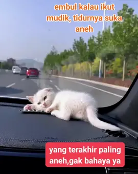 embul kalau ikut mudik, tidur nya suka aneh  #catlover 