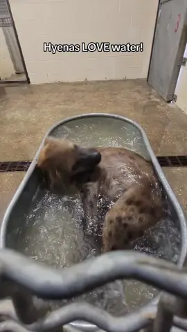 Pili got to enjoy her own private pool today! 🛁 Hyenas don’t just cool off in the water- they love it for all kinds of reasons! Spotted hyenas are known to play in water, splash around to socialize, and even hide leftover food in shallow pools to keep it cool and safe from scavengers. 🌊🥩  It’s just one example of how clever and adaptable these animals are! Come see our hyenas in action at the Hattiesburg Zoo this week!  #hyena #zoo #hattiesburg #mississippi #hattiesburgzoo
