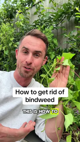How to get rid of bindweed #gardening 