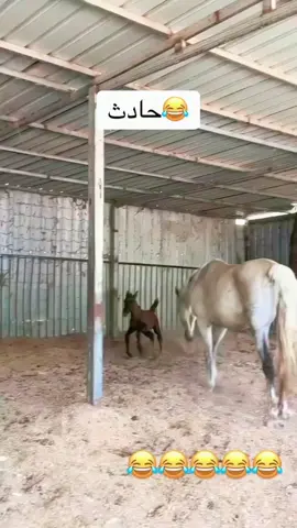 حادث لا إرادي #خيل_عربي #خيل #خيل_وخيال #خيل_وخياله🐎 #خيل_عربي_اصيل 