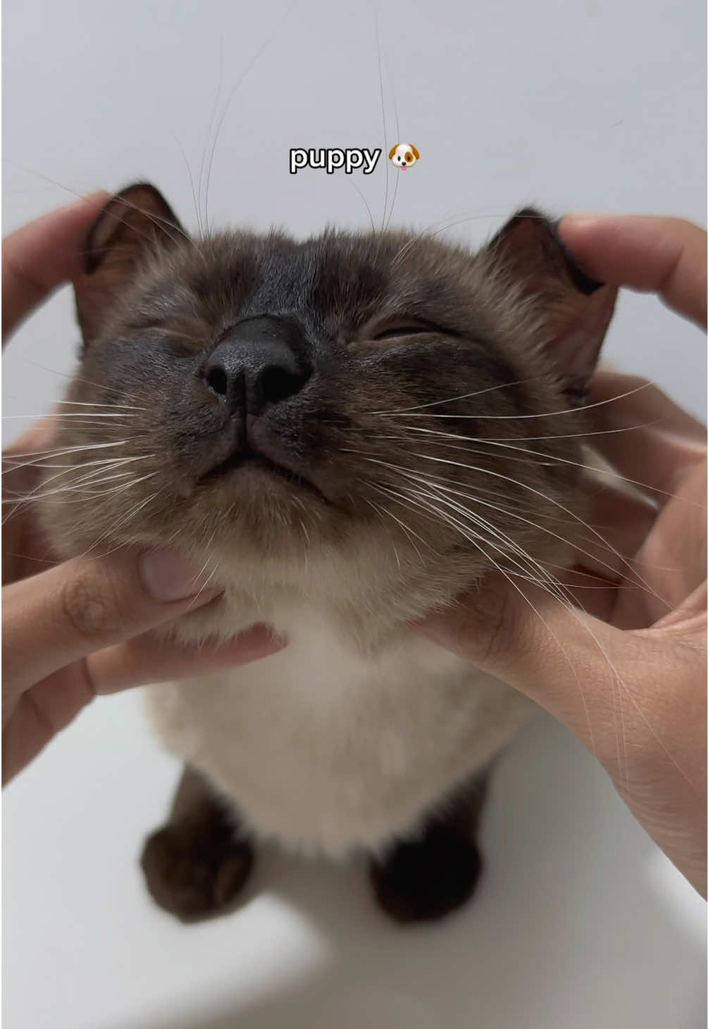 bribery works every time 😂 #catoftiktok #siamese #cute 