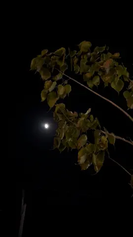 وہ رب تھام لے تو کوئی چاہ کر بھی نہیں گرا سکتا۔🙃❤️🤌🏻 #aesthetic #foryoupage #1millionaudition #moon #fypシ゚viral #chand #viralnaat #night #vibes #viral #foryou #foryoupage #today #trending #saudiarabia🇸🇦 #jeddah 