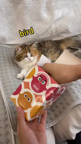 #cat#catsoftiktok#cattoy#catlovers 