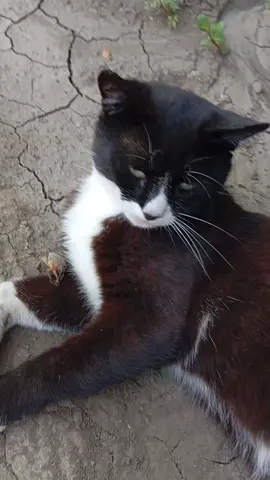 #котик #котики #сatcot #лучшиекотики #кот #