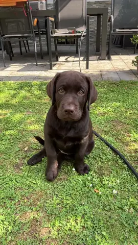 #dogsoftiktok #labrador #fyp #brownlabrador #puppy #fyy #viral #hollythebrown_lab_ #labradorretriever 