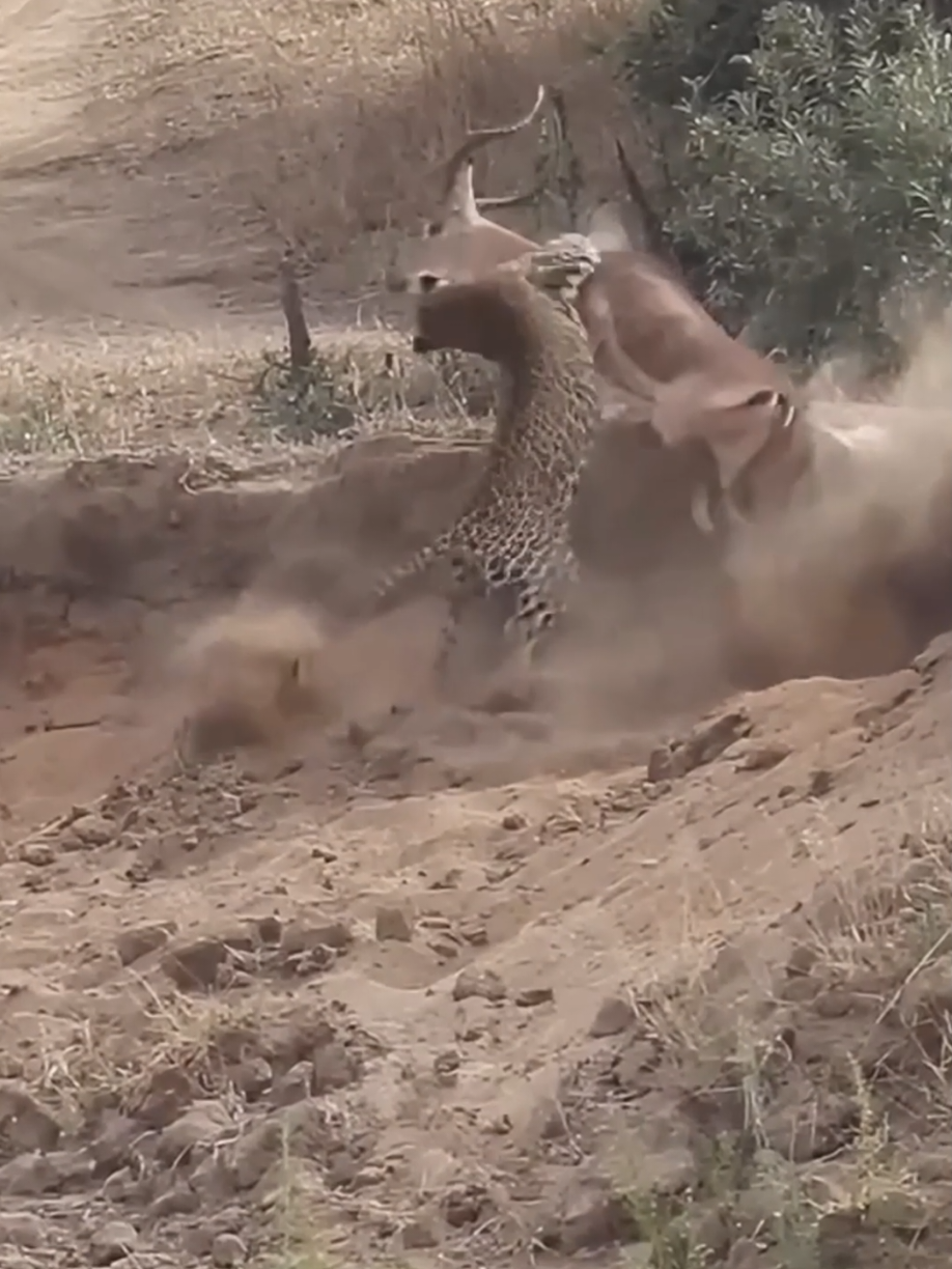 leopard catch antelope #leopard #antelope #animal #wildanimals #animalsworld #wildlife #animalsoftiktok #tiktokanimals #predators 
