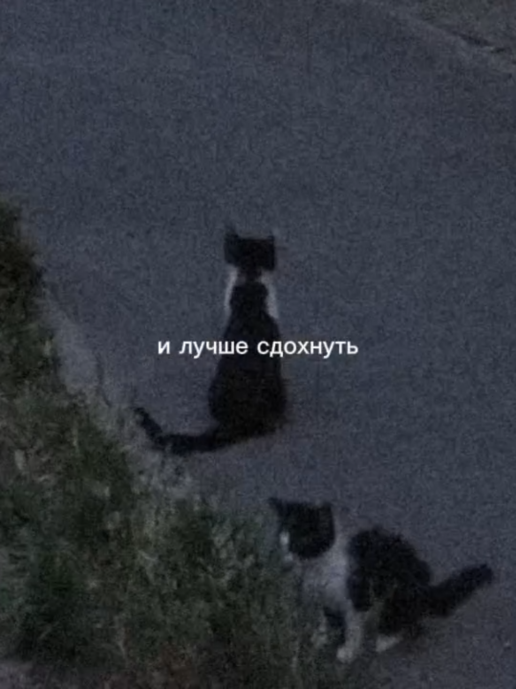 аааа #щпост #щпвидео #щплюбовь #вспак #vspak #щпдослез #on #плачешьотбессилия 