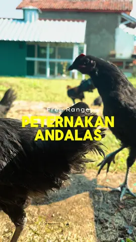 Ayam kampung free range #ayamkampung #freerange #permaculture #peternakanandalas