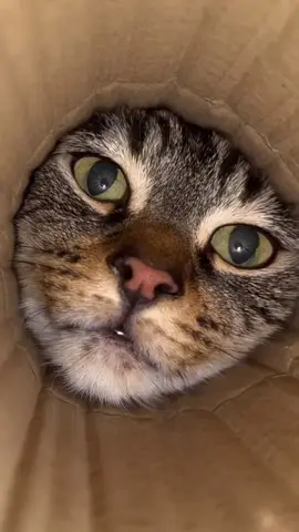 #ScaredyCat #CatReaction #CatFails #FunnyPets #PetTok #HornScare #FYP #ViralTikTok #TrendingNow #TikTokCats #FunnyVideo #JumpScare #MustSee #CatsOfTikTok #CuteButCrazy 	#ForYouPage #CatLover #AnimalReactions #TikTokAnimals