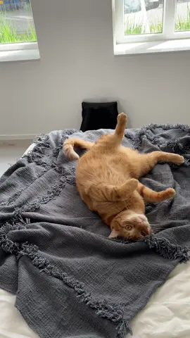 Playtime!!😸 #cats #CatsOfTikTok #catlife #catlover #catcontent #happycat #funnycat #viralcats #cattok #catplaying #catplay #orangecat #catplaytime #animal #animalsoftiktok #fyp 