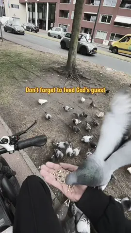 Over Duiven  Duiven behoren tot de vogelklasse en maken deel uit van de familie Columbidae. Wereldwijd bestaan er ongeveer 300 verschillende duivensoorten. Ze leven vaak in steden, parken en dorpen. Duiven staan bekend om hun uitstekende oriëntatievermogen; vooral postduiven hebben een sterk geheugen en kunnen van grote afstanden naar huis terugkeren. Ze voeden zich meestal met zaden, granen en fruit. Duiven zijn trouwe partners en zorgen samen voor hun jongen.