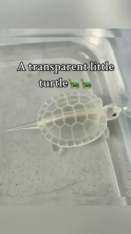 A transparent little turtle🐢#turtle #🐢 #cute #turtles #pet #reptile #turtletok 