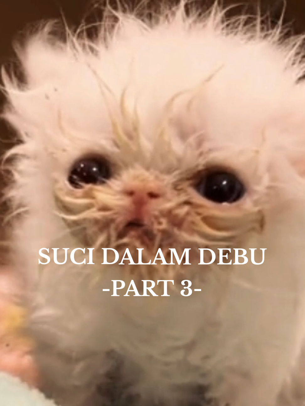 sorry la tergantung nanti yen post part korus #catmeme #dailylife #dailylifememe #cat #lyrics  #kucing #kucingtiktok #fyp #jiwang #iklim #sucidalamdebu #part3 