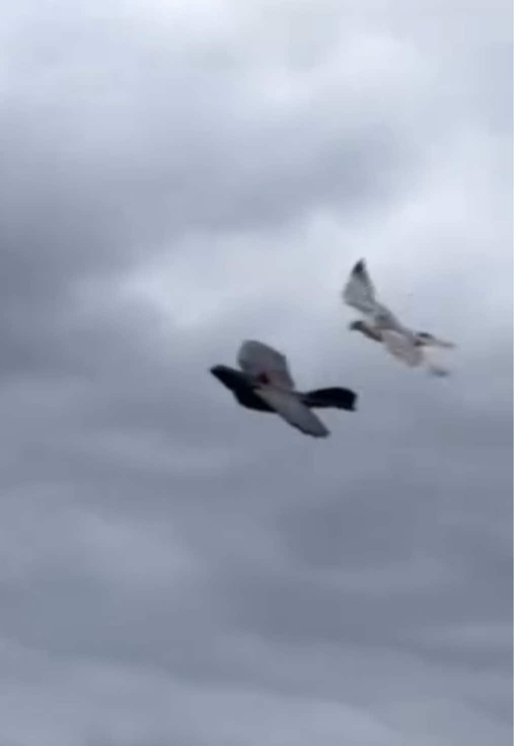 Bird vs. Plane!                                    RC Plane Takedown!  Bird Chases and Captures Model Aircraft. #shortsviral #shorts #aeromodelismo #aviation #rcplane#aeromodelista #rcpilot #wildlife #birds  Instagram: @taveirapablo