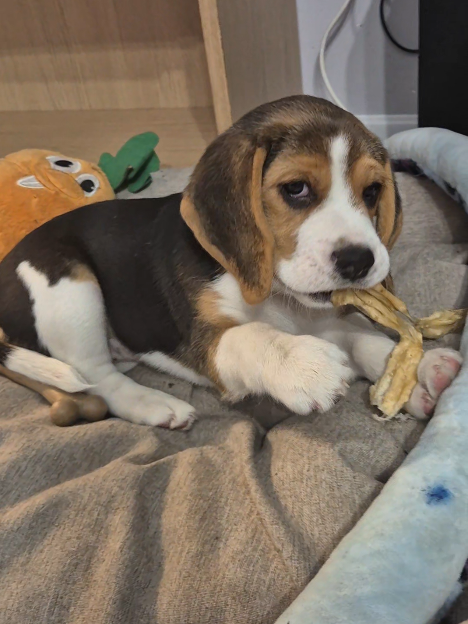 #beagel #pies #smaczki #beagledogs #doog #4fun 