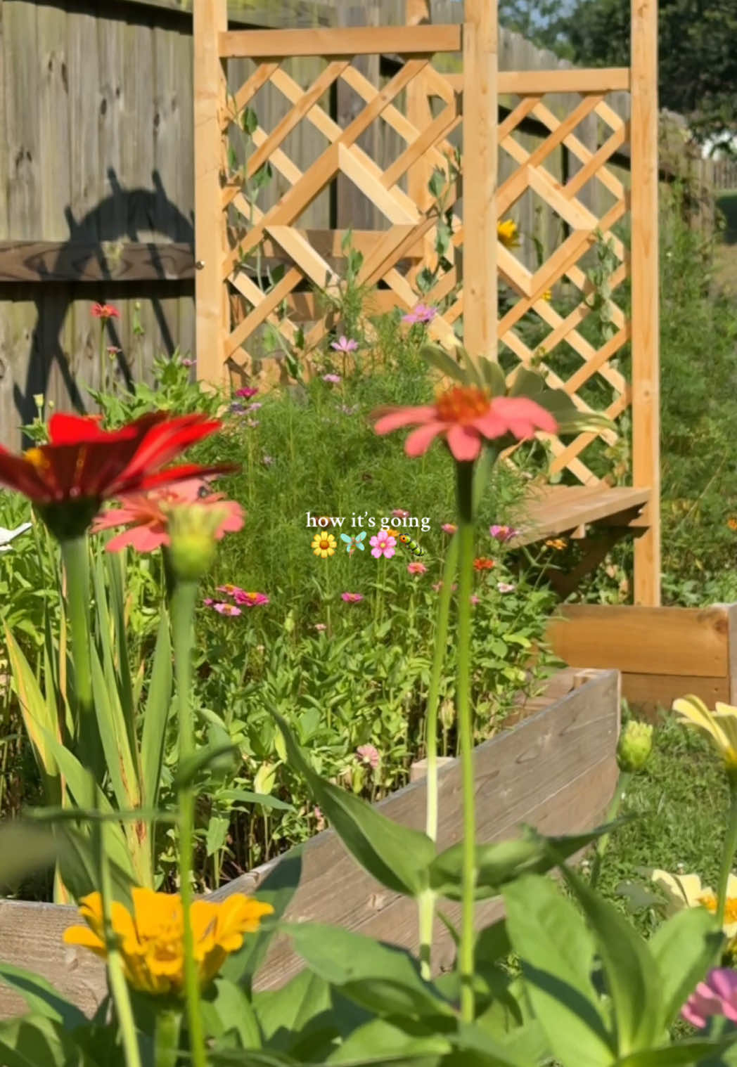 my backyard garden 🧚🏼🥹🌸✨ #creatorsearchinsights #gardendiy #outdoordiyproject #backyardvibes #backyardgarden #backyardtransformation #raisedgardenbed #gardentransformation #backyardinspo #diygarden  #gardeningtips #homegardening #gardeninspo #greenthumb #gardenproject #gardening #gardentok #chaosgardening #gardeningmom #flowergarden #flowerbed #cutflowers #cutflowergarden #planting #gardeninspiration