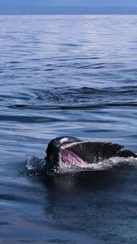 Humpback eating 1,000,000 krill #amazingocean 