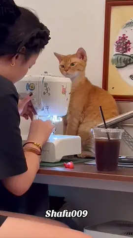 #粉丝一千万#pet#pets#cute#funny#viral#cat#funnycat#funnyvideos#foryou#IoI#fyp#fypシ゚ 