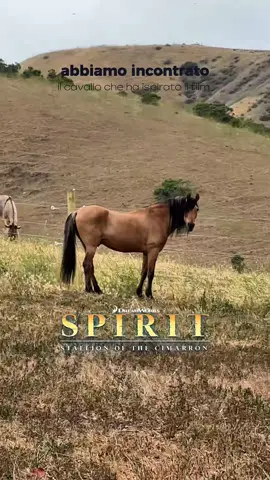 Il nostro sogno è diventato realtà 💛🐴 Abbiamo incontrato lui, Spirit. O meglio, il mustang che ha ispirato gli animatori della @DreamWorks Animation per il film “Spirit - Cavallo Selvaggio”. Inutile dire che siamo esplose di gioia 😭🫶🏼 Le bambine dentro di noi stavano urlando.. Spirit vive qui @@returntofreedom , un santuario a Lompoc, California, scelto proprio dalla Dreamworks come sua casa. Qui sono stati salvati oltre 400 cavalli selvaggi e 50 burros.❤️‍🩹 Un incontro che non dimenticheremo mai. #spirit #spiritcavalloselvaggio #spiritstallionofthecimarron #returntofreedom #dreamworksanimation #dreamworks