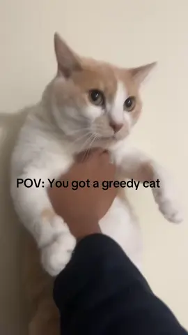 She act like I don’t feed her 😭#viral #catsoftiktok #cats #viralvideo #tiktok #PetsOfTikTok #pet #funnyvideos 