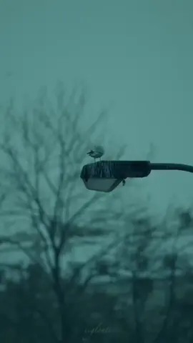 08:57Pm  #fyp #videoviral #foryou 