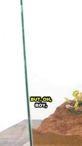 Can a Venus Flytrap Eat a Black Widow? (Pt. 5) #foryou #fyp #viral #trending 
