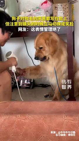 狗子对吹毛的厌恶都写在脸上，注意到镜头的时候立马切换成笑脸 #哈喽啊小金毛 #金毛