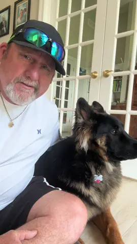 #tango #gds #germanshepherd #ohio #zanesville #dog #k9 #guarddog #pet #healthydog #dogpaws 
