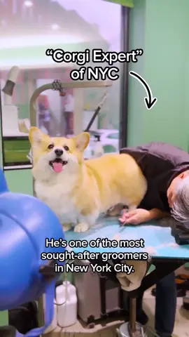The most popular dog groomer in NYC #corgi #doggrooming 