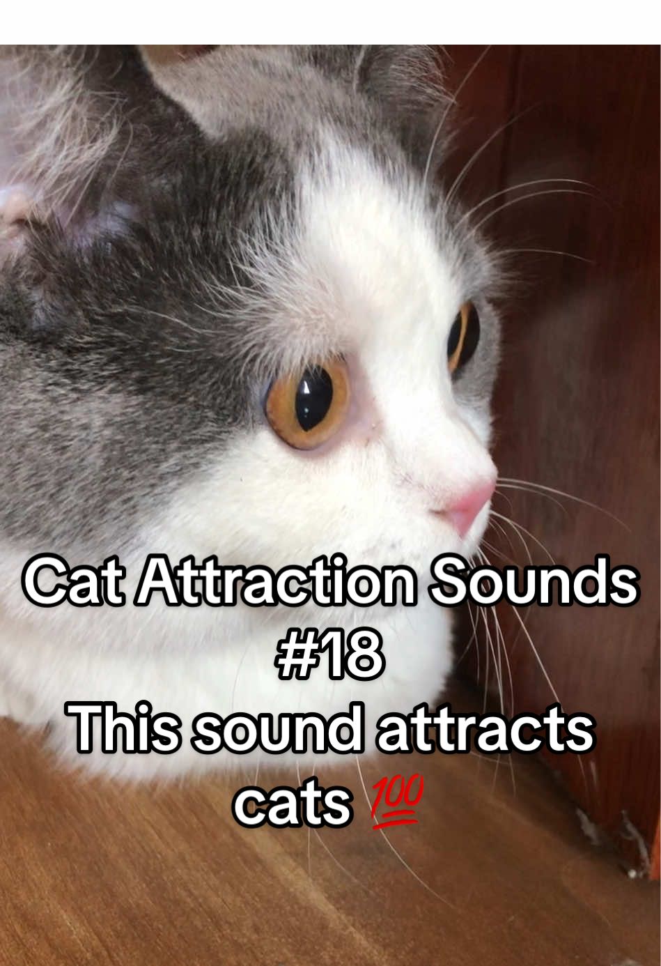 Play this sound to attract your cat 🐱🎶 #fyp#catsoftiktok#catsounds#catsong#meow#catnoises#catcalling#catreaction#kitty#creatosearchinsights#doubao79#pet_simba0 