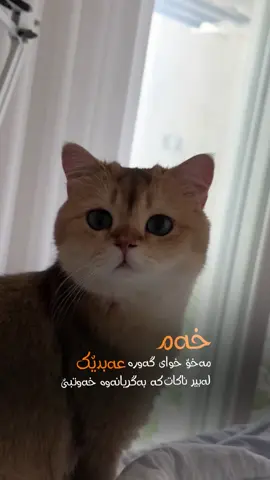 خەم مەخۆ🤎🥺#run4ky #catlover #explore 