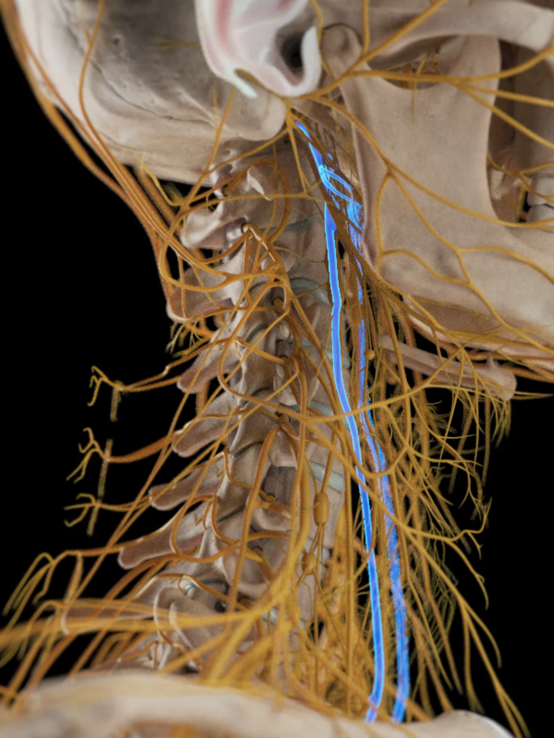 The vagus nerve is one of the body’s most powerful regulators. It calms your heartbeat, controls your breath, and manages digestion — all without you thinking about it. This 3D animation shows where it travels and what it controls. Based on SciePro’s 3D anatomy model. Available for B2B licensing — link in bio. #science #medical #meded #3d #3dmodel #zbrush #sciart #medart #medstudent #anatomy #animation #scicomm #med #vagusnerve #neuroanatomy #autonomicnervoussystem