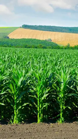 #corn #korn #freakonaleash #cringe #brainrot 