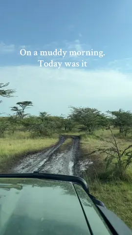 Maasai Mara. #onsafariwithobadiah #yourkenyasafariguide #obadiahwildphotography #kenyantiktok🇰🇪 #dicoveringkenya #fyp 