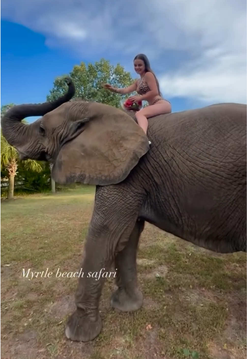 Sharing watermelon with my beautiful girl🍉❤️🐘 • • #elephant #notpets #freecontactcare  #conservation #conservationist #myrtlebeachsafari #elephants #elephantlove #exoticanimals #unlikelyfriends #interspeciesfriendship  #Elephantidae #animals  #animalsaddict #animallover #cuteanimals #funnyanimals #riolilly #rioandbubbles #cuteanimal #myrtlebeach #explorepage #elephantswim #swim #bikini #girls #BestFriends #besties 