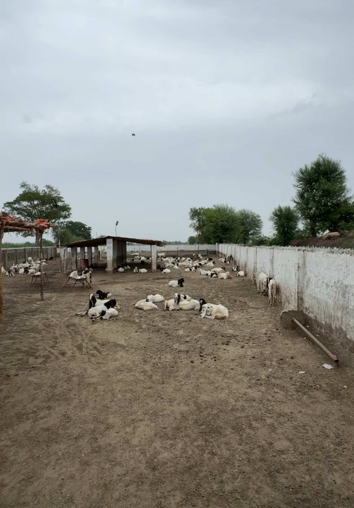 Inshallah#blcattlefarmumerkot #arbababdulhakeem #ox #contactus #nohribrothers #blcattlefarm #goats #biganimals #heavygoats @BLKing @قـلندر بخـش نھـڙي ❤️✌❤️ @💸💯محمد ياسين نھڙي👑⚡ 