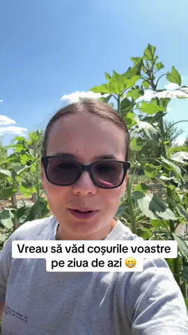 Ce aveti in coș? Incep eu, dovlecei, un castravete, roșii Chery, un pastarnac si fasole galbena.#allotment #healtylifestyle #gradina #allotmentlife #gradinatiktok #gradinarit 