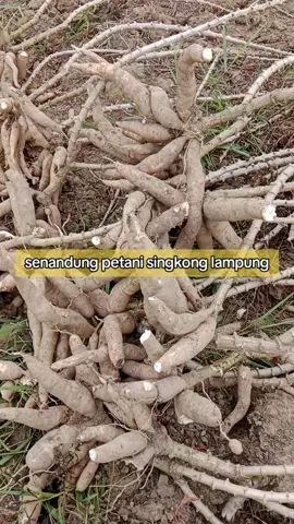 salam derita dari kami jendral. para petani singkong lampung. #petanisingkong #petanisingkonglampung #casava #petaniindonesia🇮🇩🇮🇩🇮🇩🌿🌿 #dprdlampung #dprd #drhiketutsuwendra #gubernurlampung #rahmatmirzanidjausal #mentan  #aliamran #presidenri #dinaspertanian #prabowosubianto 