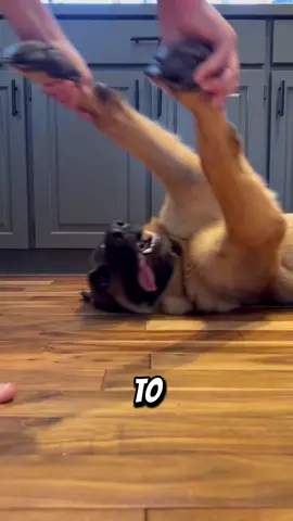 Four reasons not to own a german shepherd 😅🔥#germanshepherd #canecorso #dogsoftiktok #doglover #dogs #mostdangerousdog 