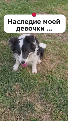 #CapCut #bordercollie #простожитьссобакой #собакавдомe #bordercollie #бордерколликазахстан 